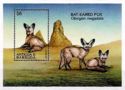 Bat-eared Fox (Otocyon megalotis)