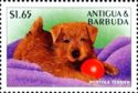 Norfolk Terrier