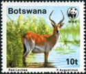Red Lechwe (Kobus leche)