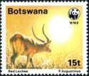 Red Lechwe (Kobus leche)