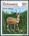 Zambezi Sitatunga (Tragelaphus selousi)