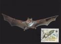 Greater Horseshoe Bat (Rhinolophus ferrumequinum)