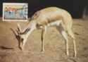 Slender-horned Gazelle (Gazella leptoceros)