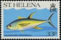 Yellowfin tuna