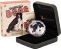 1 Dollar (Herding hound the English-Scottish Border Collie)