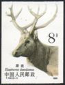 Pere David's Deer (Elaphurus davidianus)