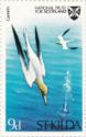 Gannets - National Trust for Scotland