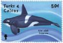 Killer Whale (Orcinus orca)