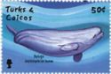 Short-finned Pilot Whale (Globicephala macrorhynchus)