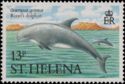 Risso's Dolphin (Grampus griseus)