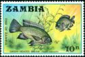 Greenhead Tilapia (Tilapia macrochir)