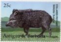 Collared Peccary (Pecari tajacu)