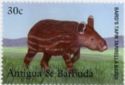 Baird's Tapir (Tapirella bairdii)