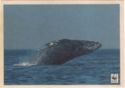 grey whale. WWF
