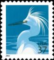 Snowy Egret (Egretta thula)