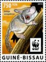 Northern Lesser Galago (Galago senegalensis)