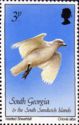 Wattled Sheathbill (Chionis alba)