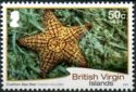 Cushion Sea Star (Oreaster reticulatus)