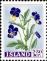 Wild Pansy