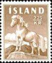 Icelandic Horse (Equus ferus caballus)