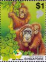 Bornean Orangutan (Pongo pygmaeus)
