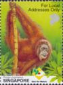 Bornean Orangutan (Pongo pygmaeus)