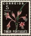 Crinum longiflorum