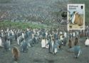 King Penguin (Aptenodytes patagonicus)
