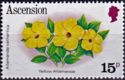 Yellow Allamanda (Allamanda cathartica)