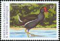 Common Moorhen (Gallinula chloropus)