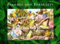 Parrots and Parakeets