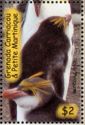 Royal Penguin (Eudyptes schlegeli)