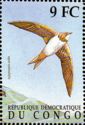 Alpine Swift (Tachymarptis melba)