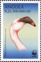 Lesser Flamingo (Phoenicopterus minor)