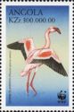 Lesser Flamingo (Phoenicopterus minor)