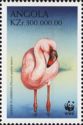 Lesser Flamingo (Phoenicopterus minor)