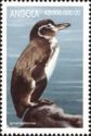 Galapagos Penguin (Spheniscus mendiculus)