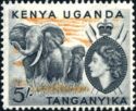 African Elephant (Loxodonta africana)