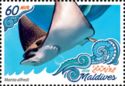 Reef Manta Ray (Manta alfredi)