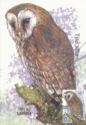 Common Barn Owl (Tyto alba)