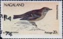 Alpine Accentor (Prunella collaris)