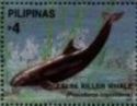 False Killer Whale (Pseudorca crassidens)