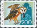 Western Barn Owl (Tyto alba)