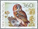 Tawny Owl (Strix aluco)