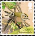 Goldcrest (Regulus regulus)