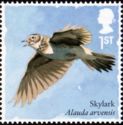 Skylark (Alauda arvensis)