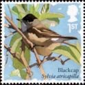 Eurasian Blackcap (Sylvia atricapilla)