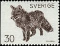 Red Fox (Vulpes vulpes)