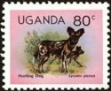African Wild Dog (Lycaon pictus)