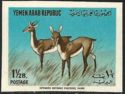 Arabian Desert Gazelle (Gazella cora)